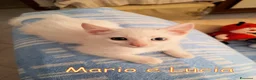 Europeo gatti in regalo: MARIO E LUCIA GATTINI DI DUE MESI CERCANO CASA a Città metropolitana di Roma Capitale - Annuncio 4