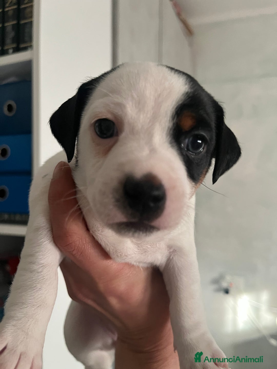 Jack Russell cani in vendita: Cucciole femmine - Annuncio 5