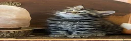 Siberiano gatti in vendita: PERCORSI OLISTICI E GATTINI SIBERIANI a Provincia di Como - Annuncio 4