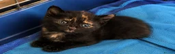 Sphynx gatti in vendita: Splendide cucciole genitori sphynx  - Annuncio 3