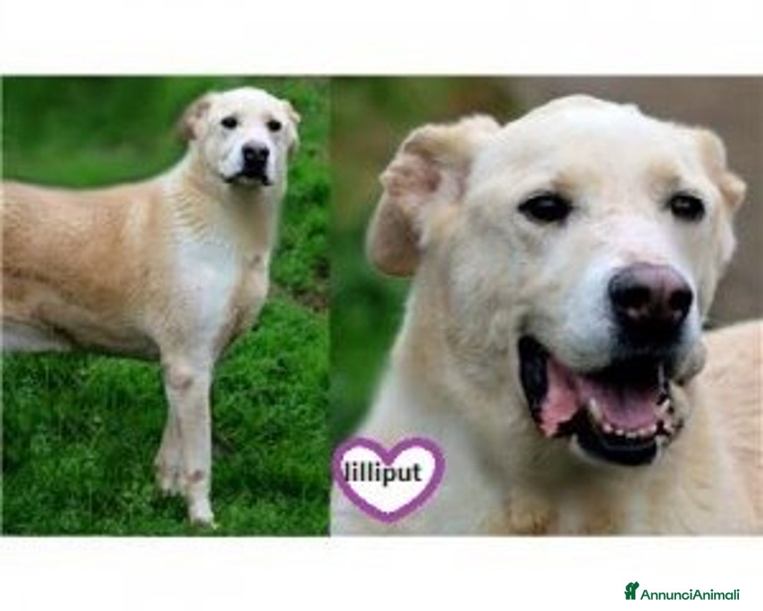 Meticcio cani in regalo: Liberali dalla gabbia! Tendi La Zampa Onlus a Roma - Annuncio 7