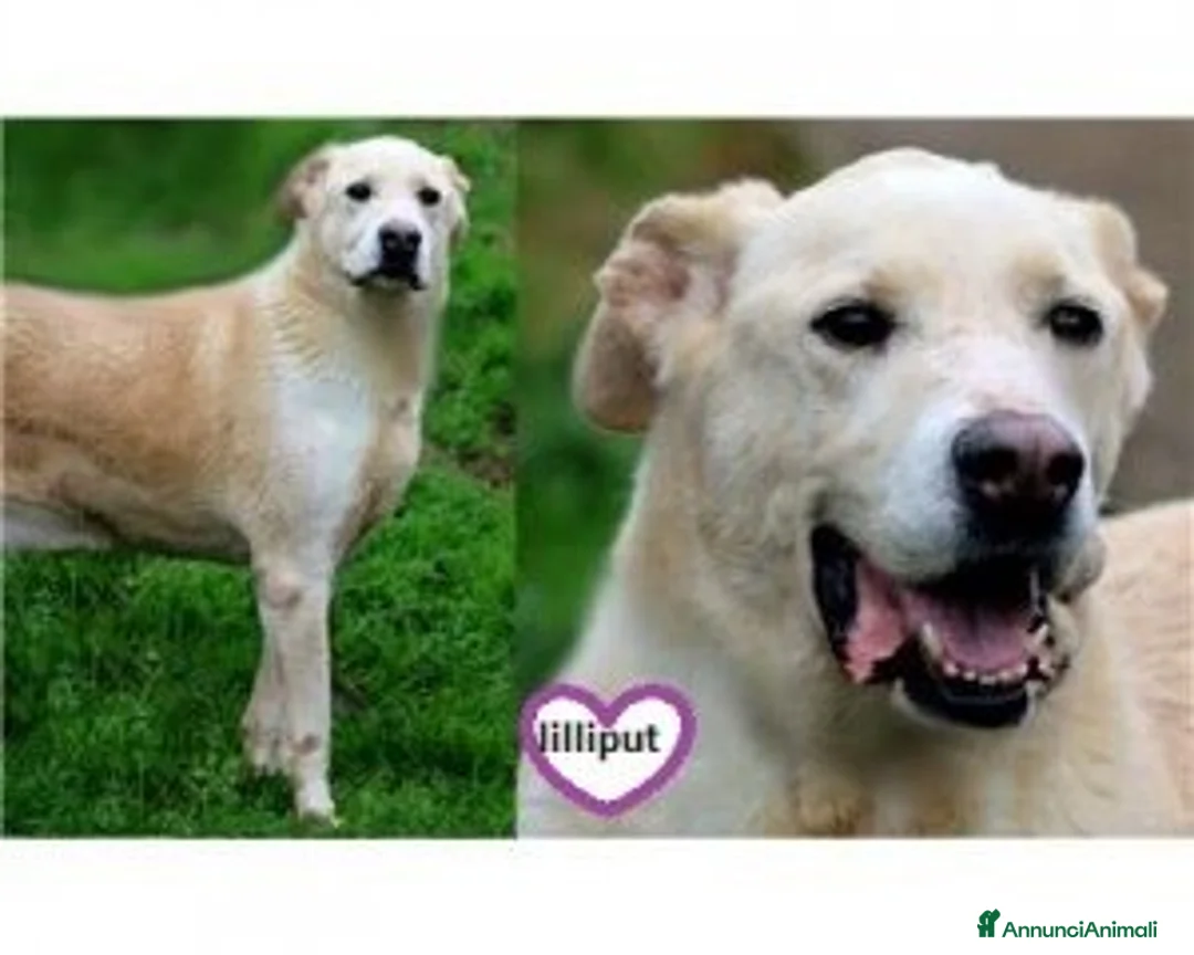 Meticcio cani in regalo: Liberali dalla gabbia! Tendi La Zampa Onlus a Roma - Annuncio 7