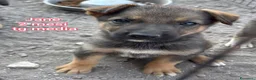 Meticcio cani in regalo: TANTI CUCCIOLI SOLI  a Provincia di Vicenza - Annuncio 6