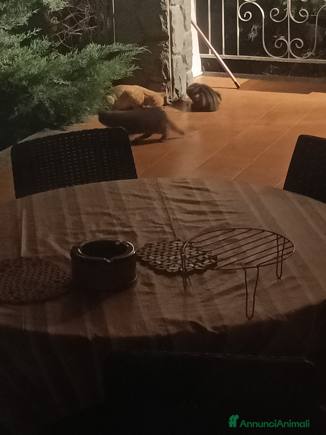 Altre razze gatti in regalo: Adozione gatti piccoli randagi - Annuncio 8