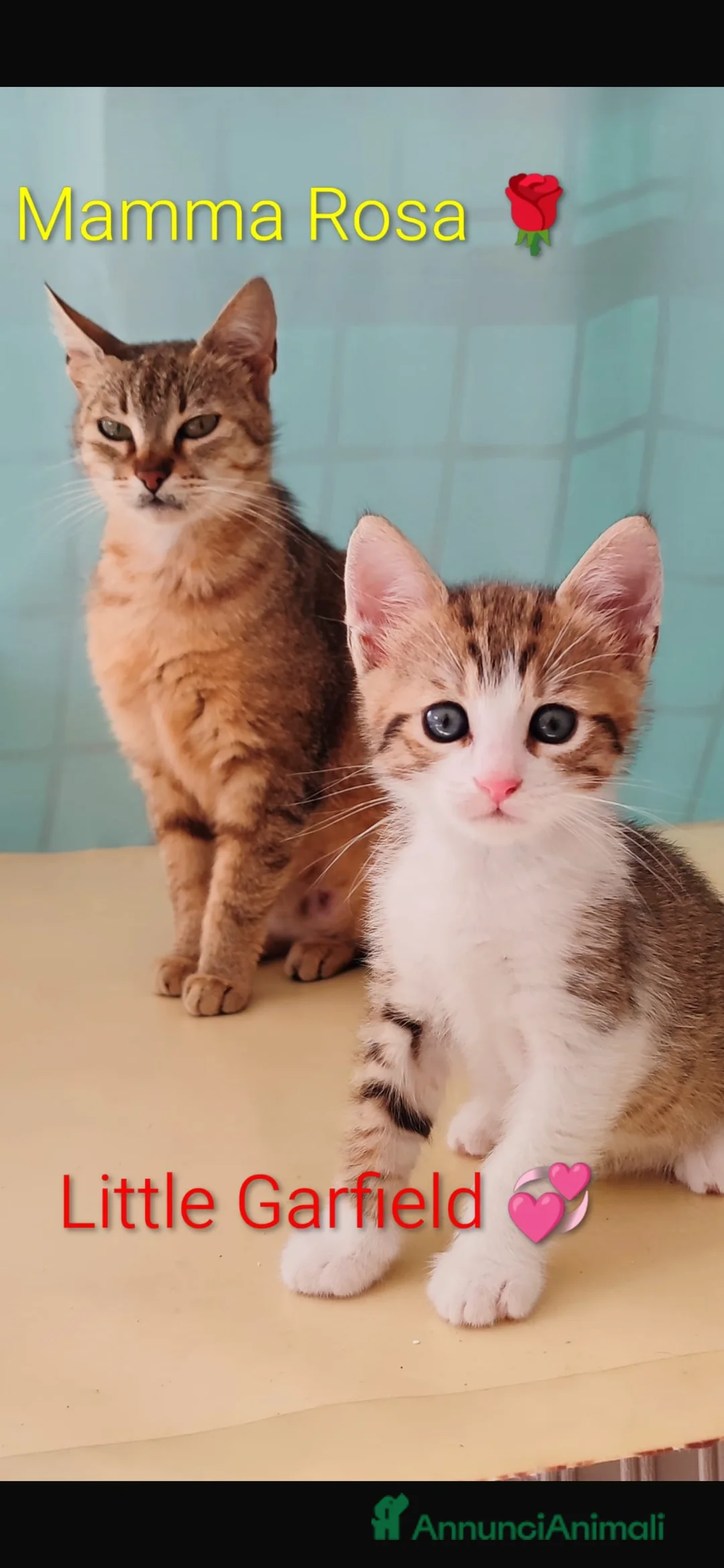 Europeo gatti in regalo: Garfield micino dagli occhi bellissimi a Città metropolitana di Milano - Annuncio 2