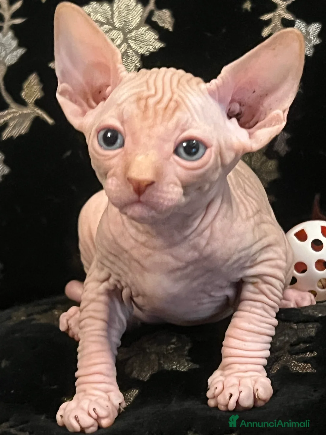 Sphynx gatti in vendita: Sphynx  a Città metropolitana di Roma Capitale - Annuncio 2