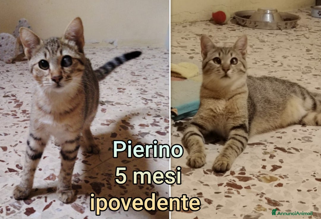 Altre razze gatti in regalo: GATTINI ADORABILI IN CERCA DI CASA  - Annuncio 6
