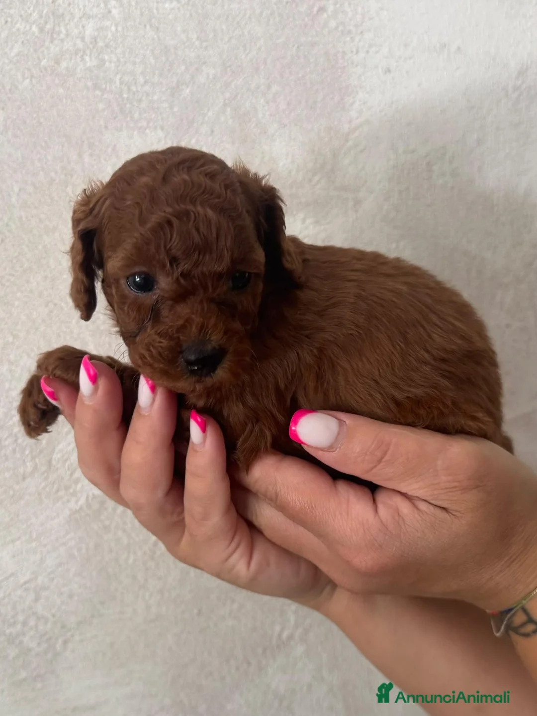 Barboncino Toy cani in vendita: Barboncino toy maschio - Annuncio 6