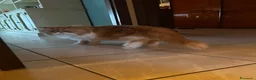 Meticcio gatti in regalo: GATTINI E GATTI MERAVIGLIOSI  a Provincia di Piacenza - Annuncio 15