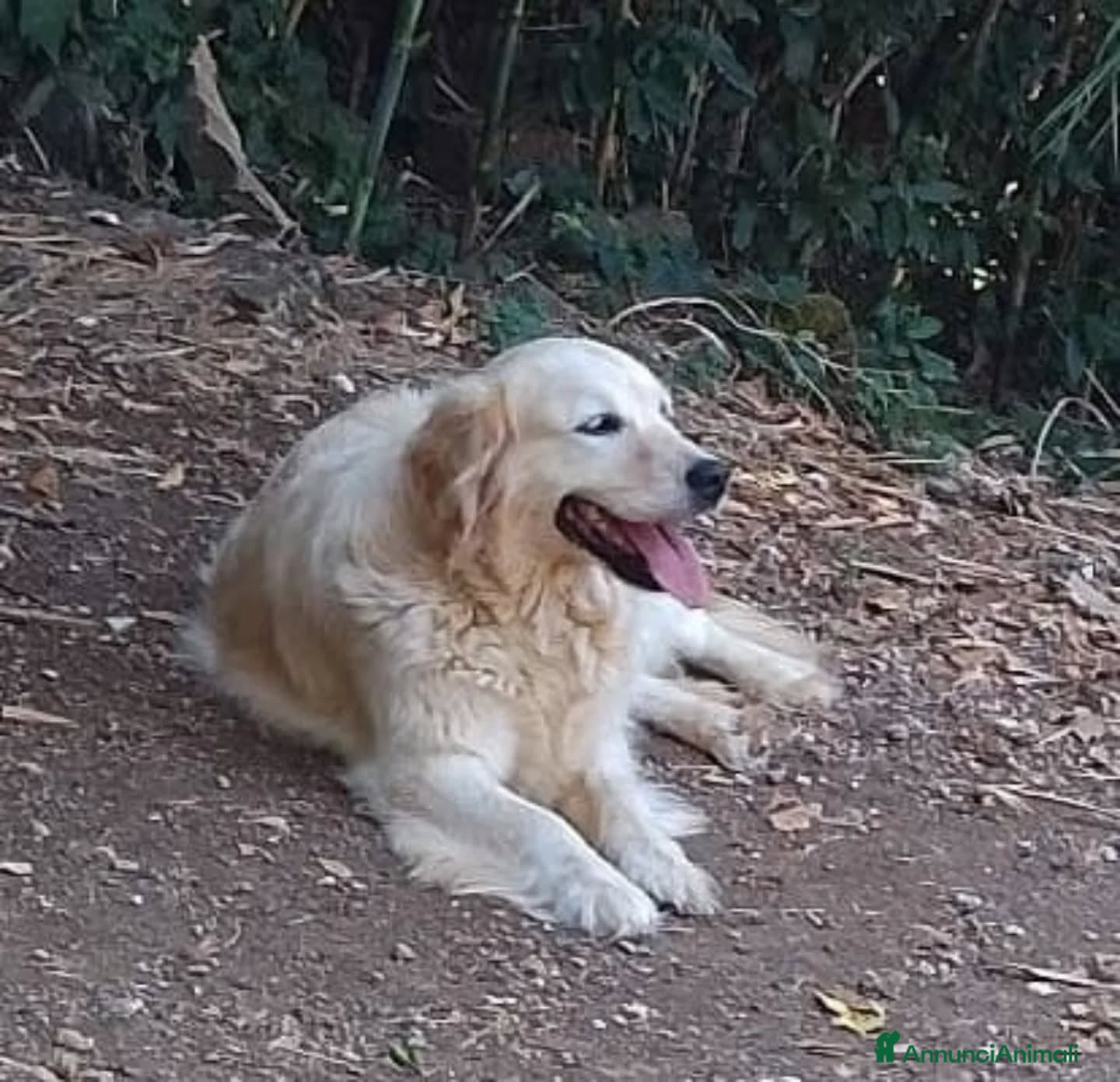 Golden Retriever cani MARY golden retriever cerca casa - in adozione - Annuncio 2
