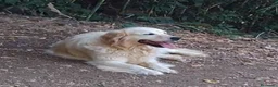Golden Retriever cani in regalo: MARY golden retriever cerca casa - in adozione - Annuncio 2