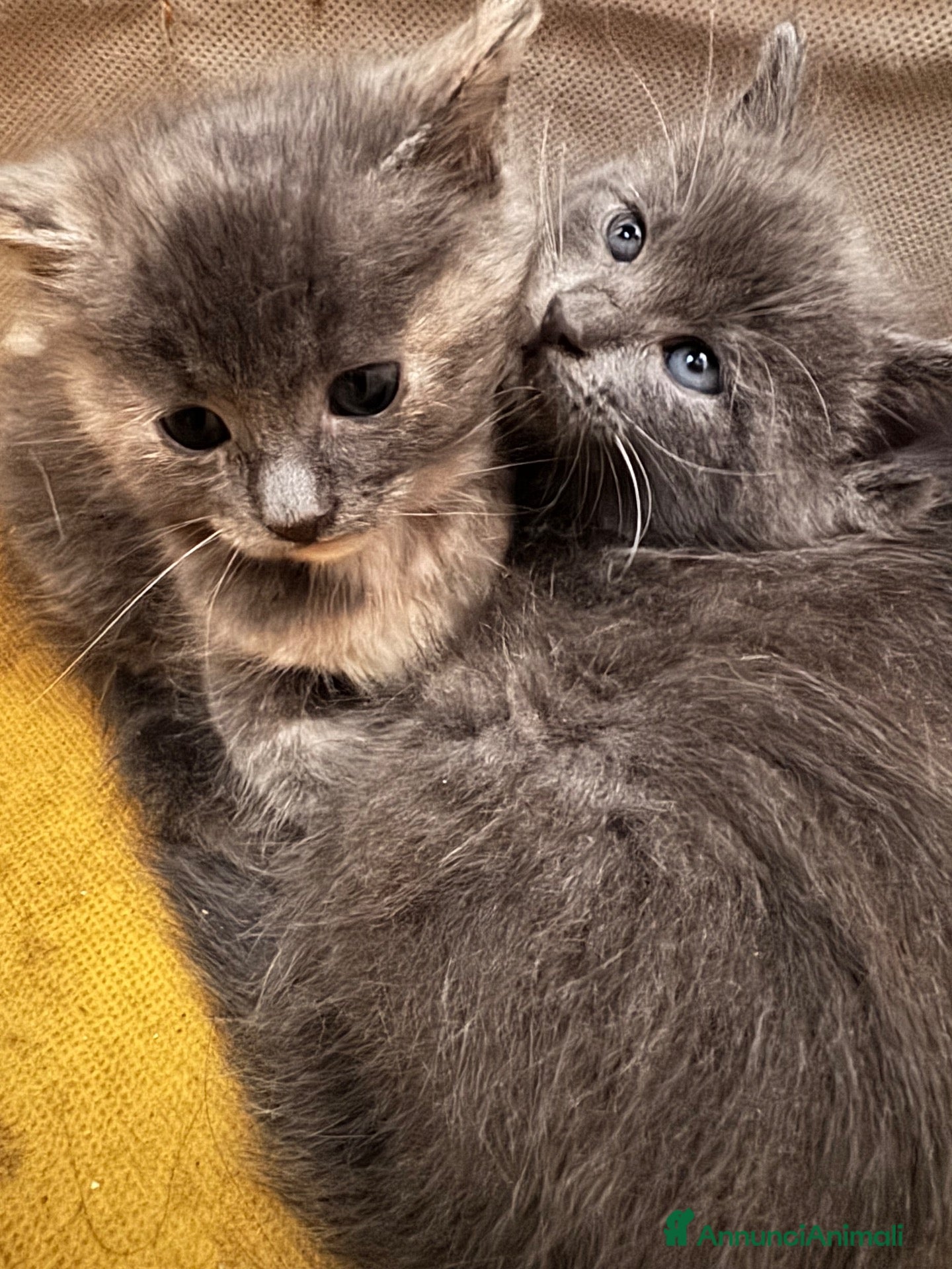 Maine Coon gatti in vendita: BLU FEMMINE Maine coon pedigree 3 rate Klarna  - Annuncio 3