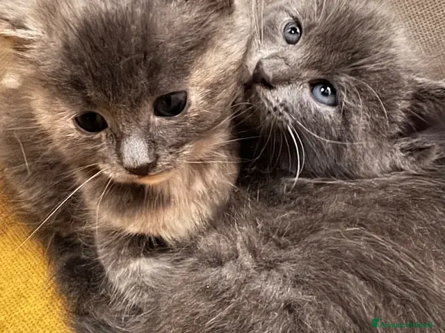 Maine Coon gatti in vendita: BLU FEMMINE Maine coon pedigree 3 rate Klarna - Annuncio 3