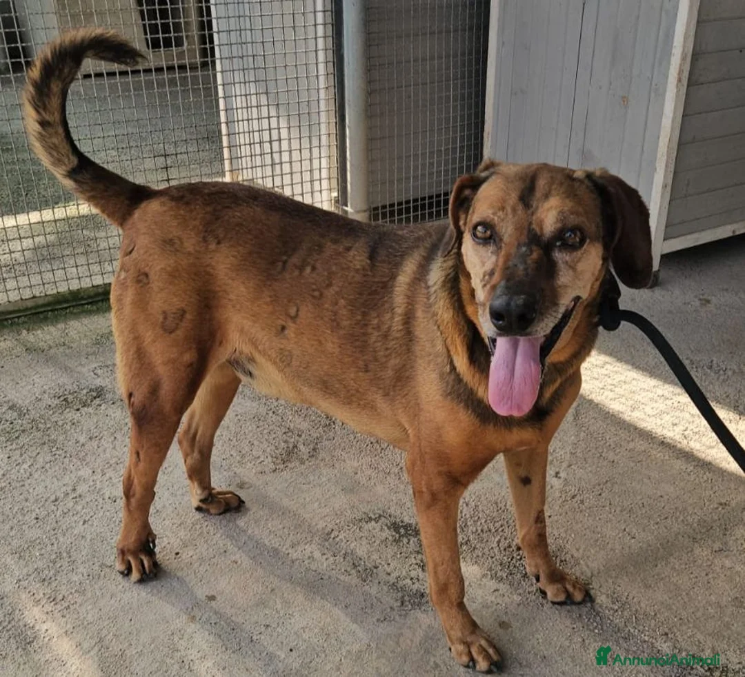 Meticcio cani in regalo: Brown: dolce e sensibile, cerca serenità  - Annuncio 1