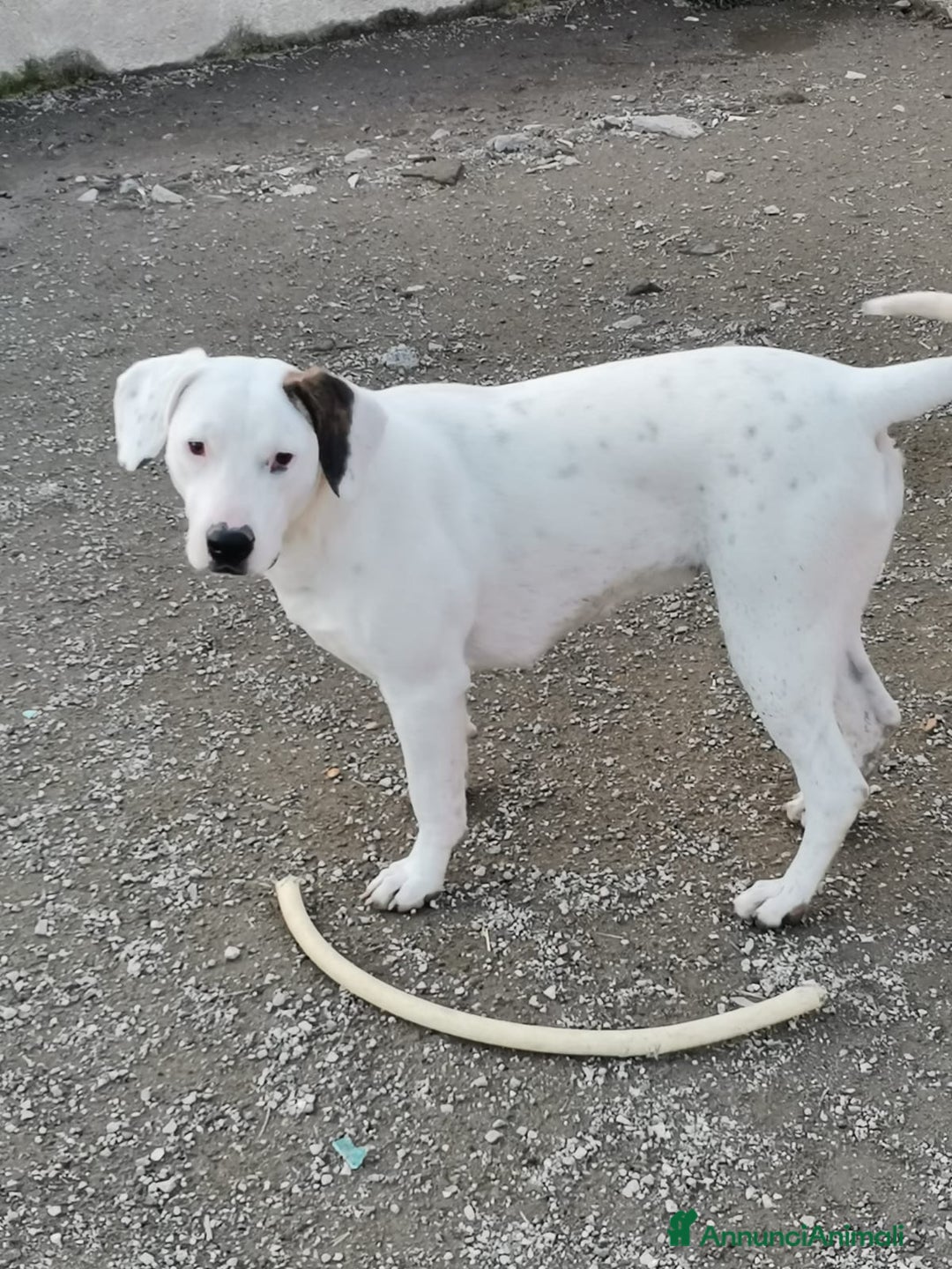 Meticcio cani in regalo: Mix Dogo/Pitt 3anni femmina non trova casa.CASERTA a Città Metropolitana di Milano - Annuncio 3