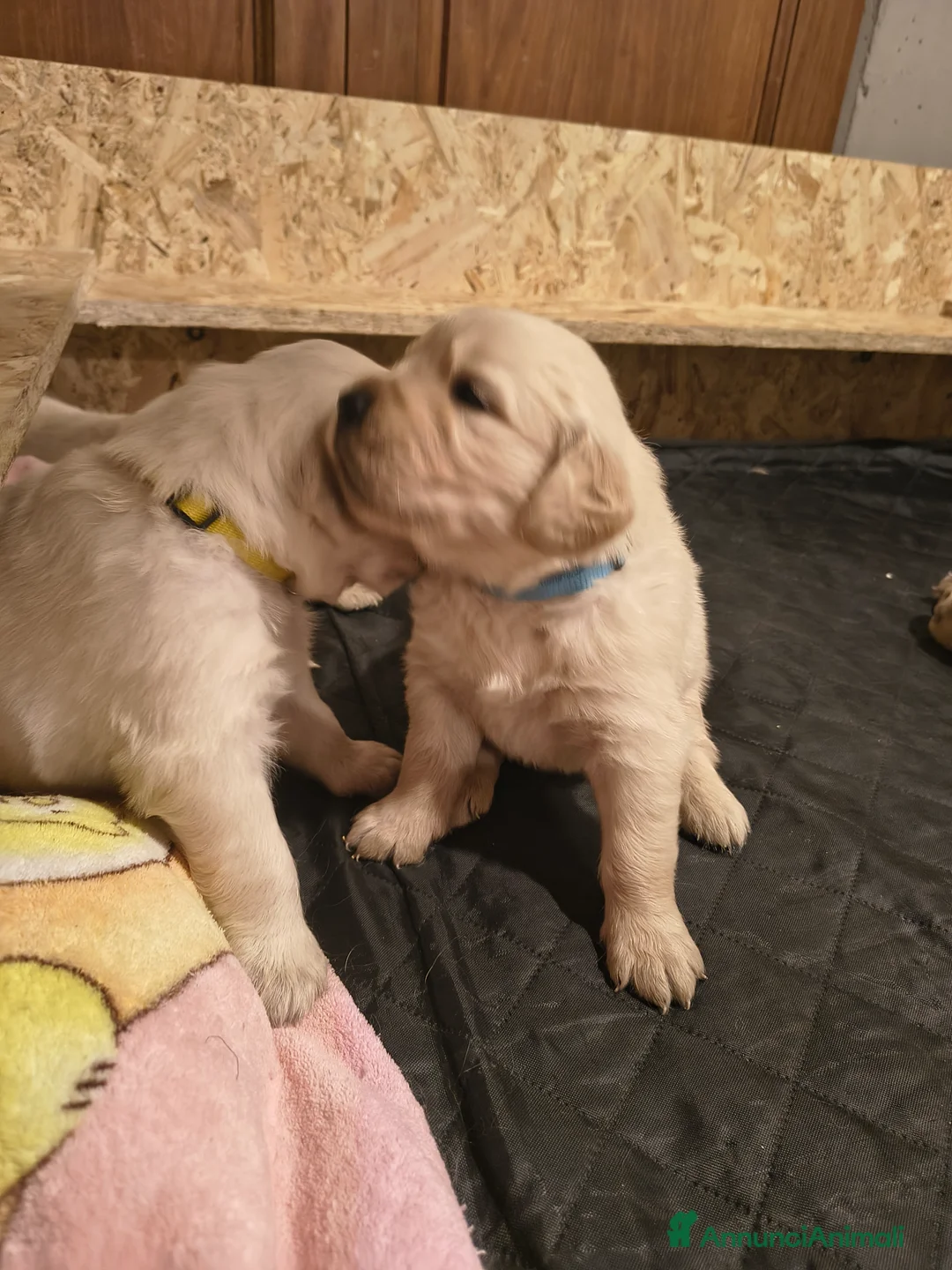 Golden Retriever cani in vendita: Cuccioli di Golden Retriever con Pedigree a Città Metropolitana di Firenze - Annuncio 5