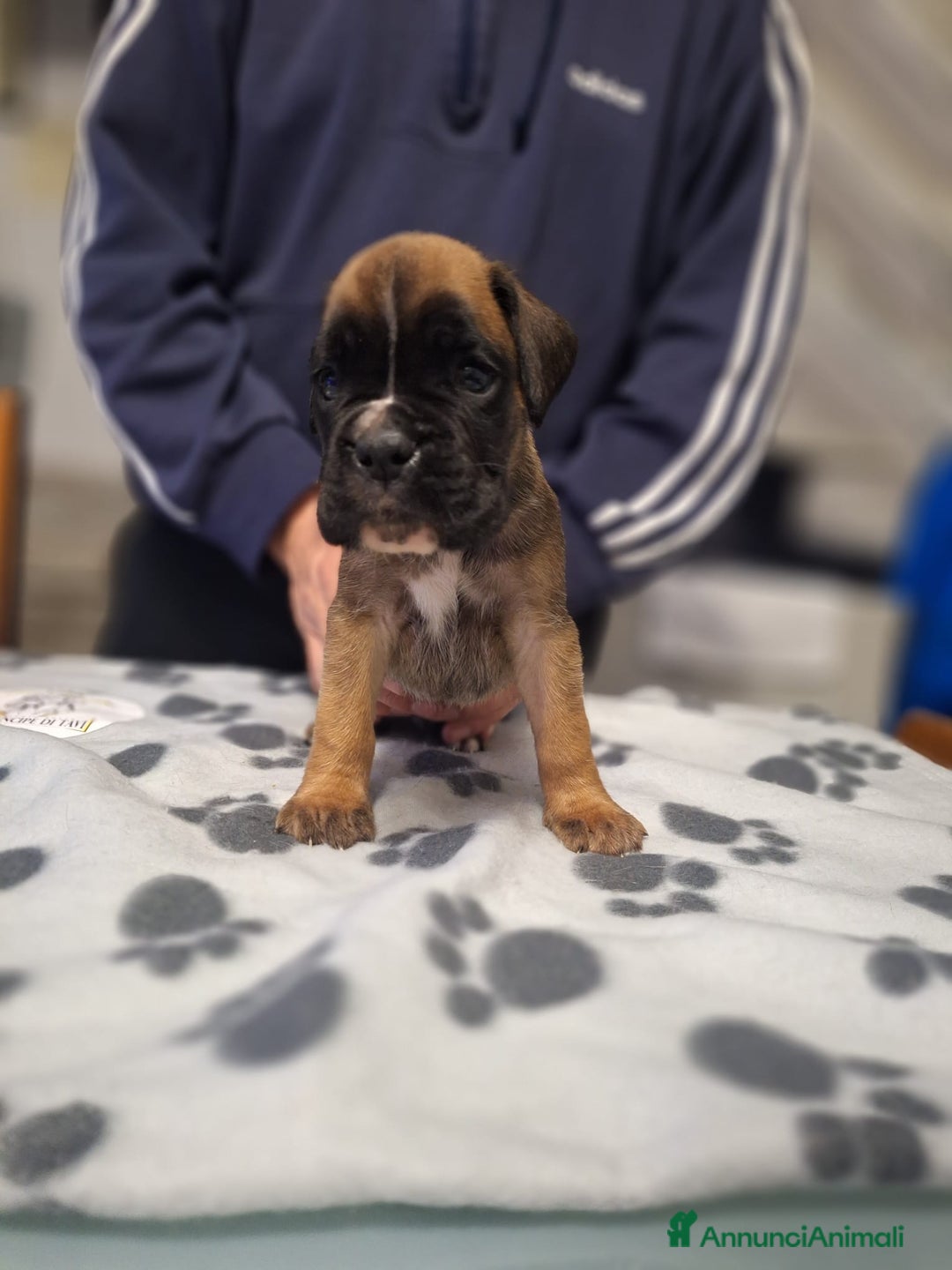 Boxer cani in vendita: Boxer cuccioli con pedigree - Annuncio 8