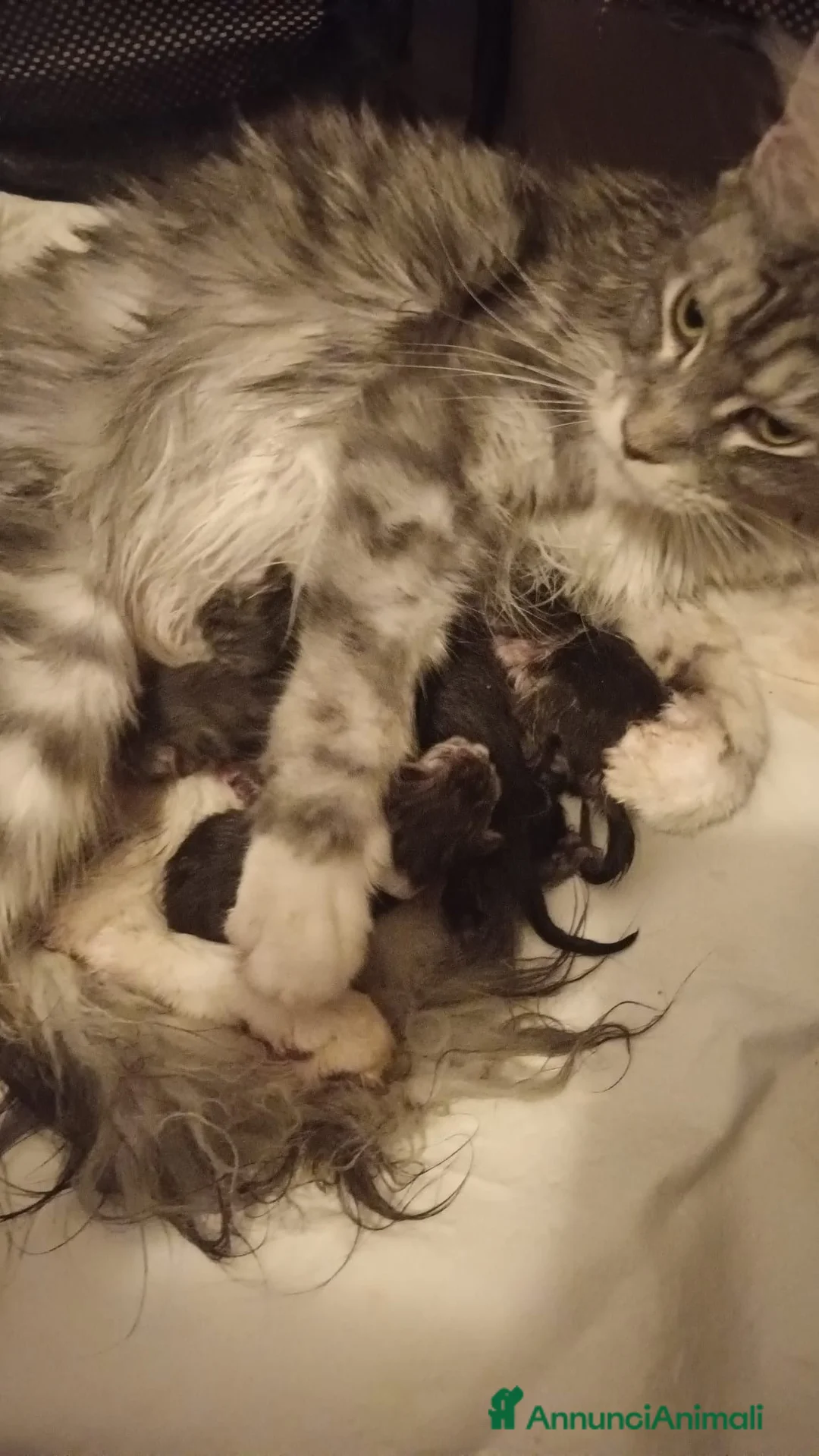 Maine Coon gatti in vendita: Cuccioli di Maine Coon Silver - Annuncio 13