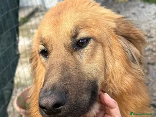 Meticcio cani NINA 6 MESI BELLISSIMA E SOCIEVOLE - Annuncio 3