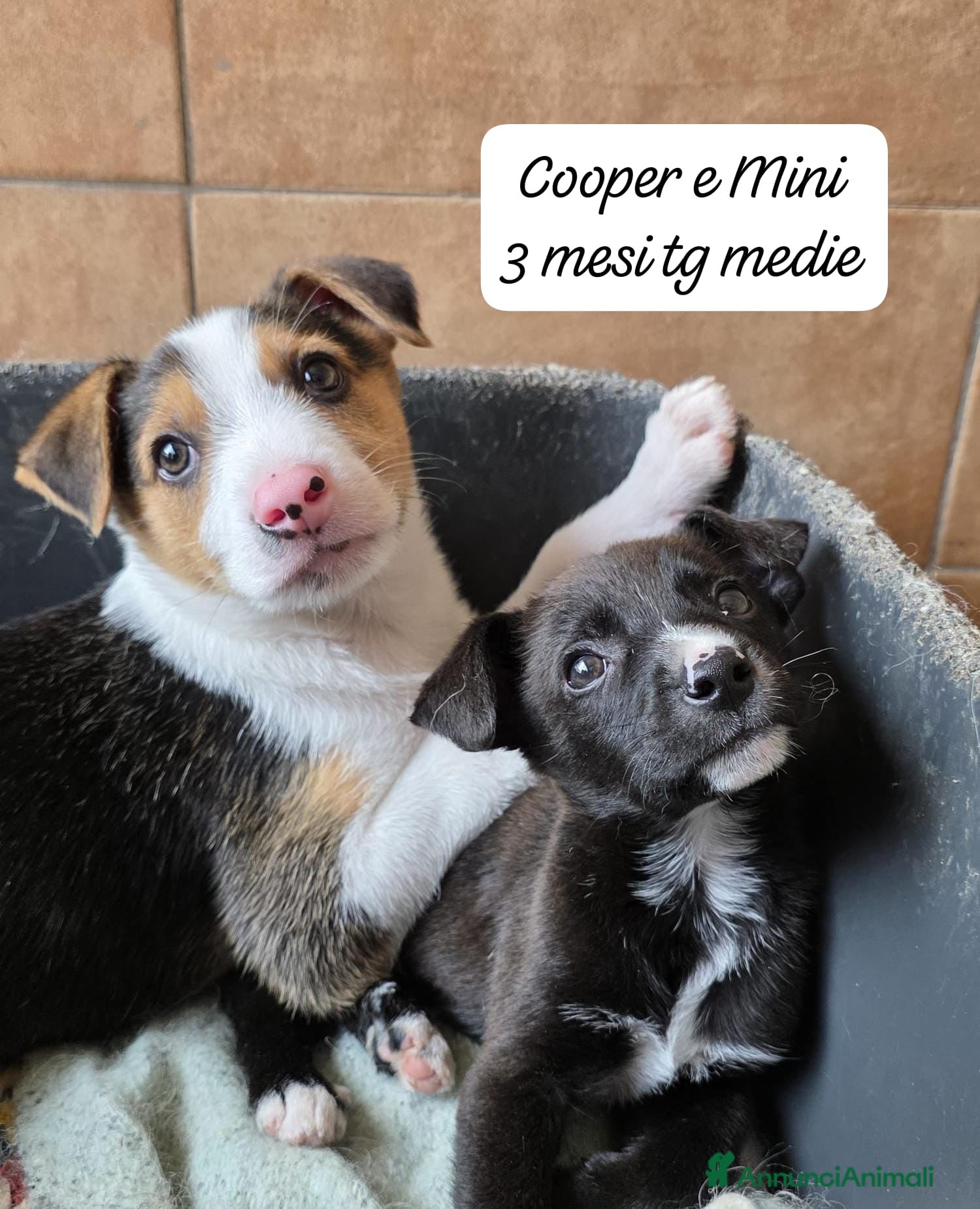 Meticcio cani Adotta un cucciolo dal rifugio  - Annuncio 1