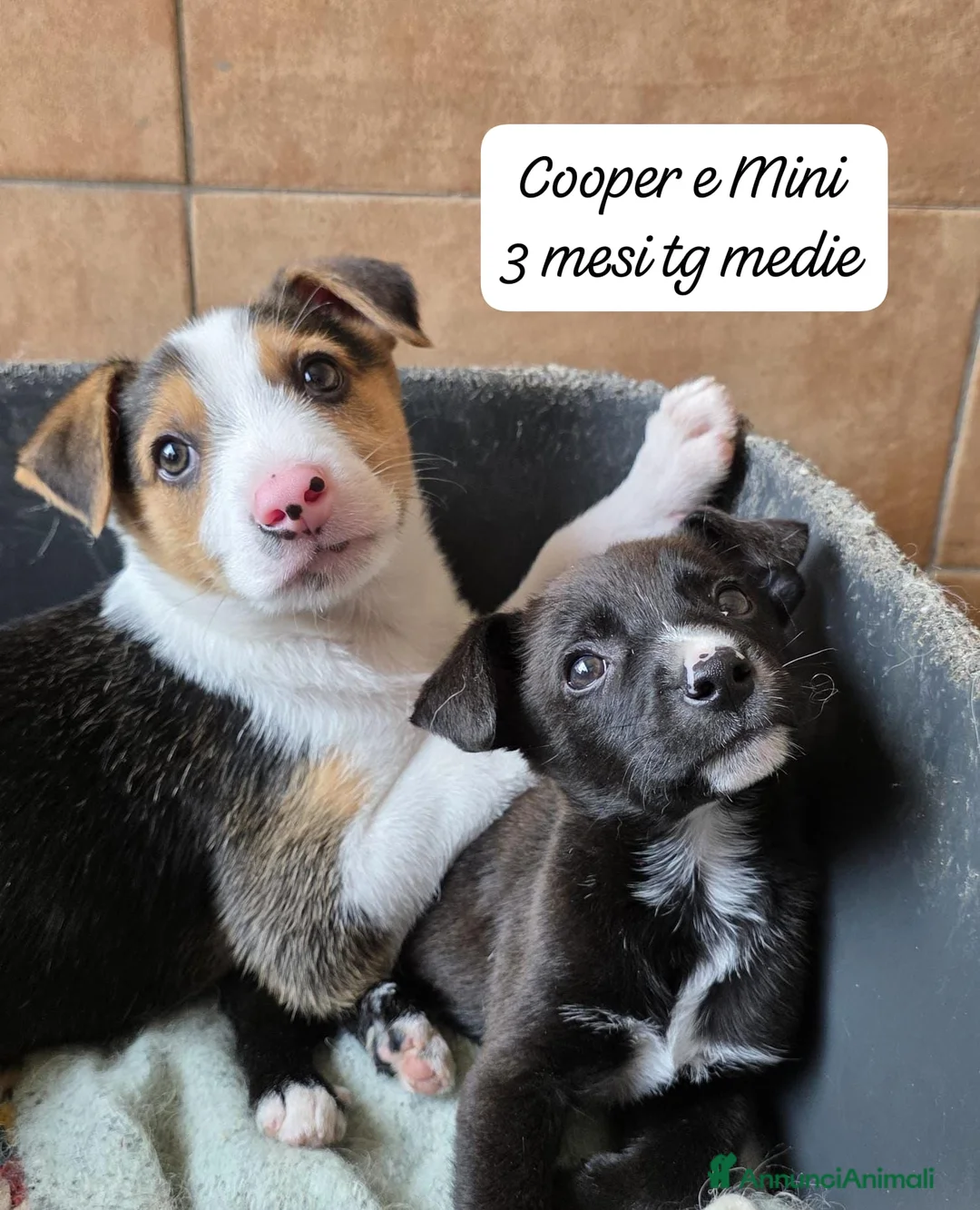 Meticcio cani in regalo: Adotta un cucciolo dal rifugio  a Provincia di Pistoia - Annuncio 1