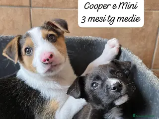Meticcio cani Adotta un cucciolo dal rifugio - Annuncio 1