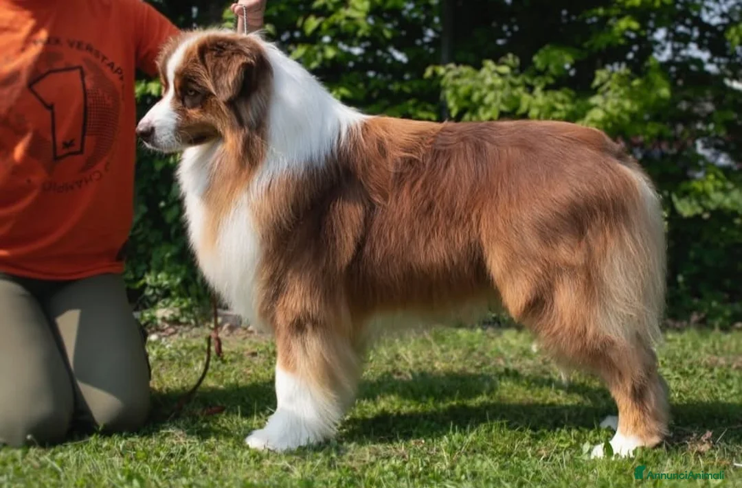 Australian Shepherd cani in vendita: Cuccioli Australian Shepherd - Annuncio 2