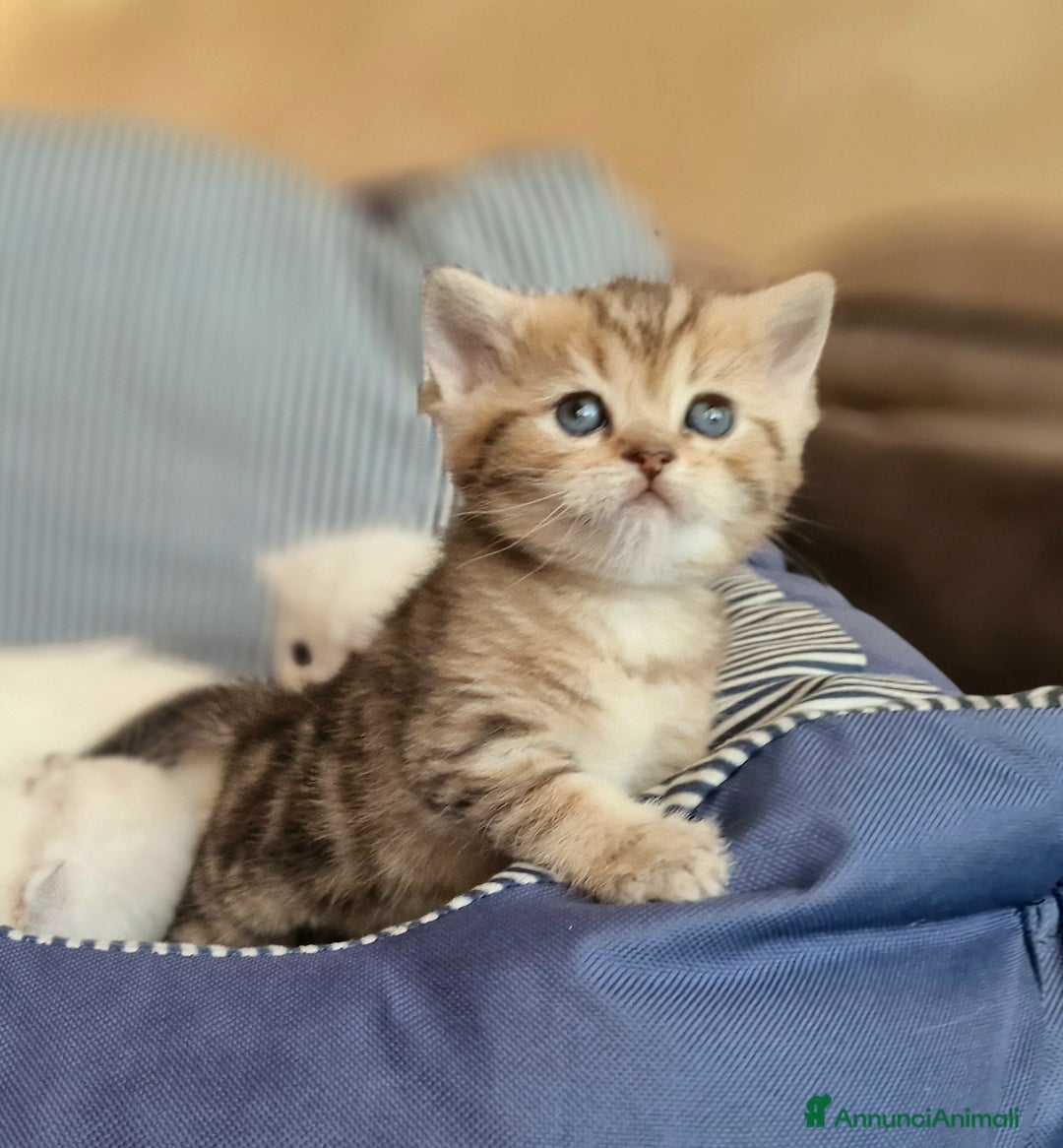 British gatti in vendita: British shorthair e longhair  - Annuncio 5