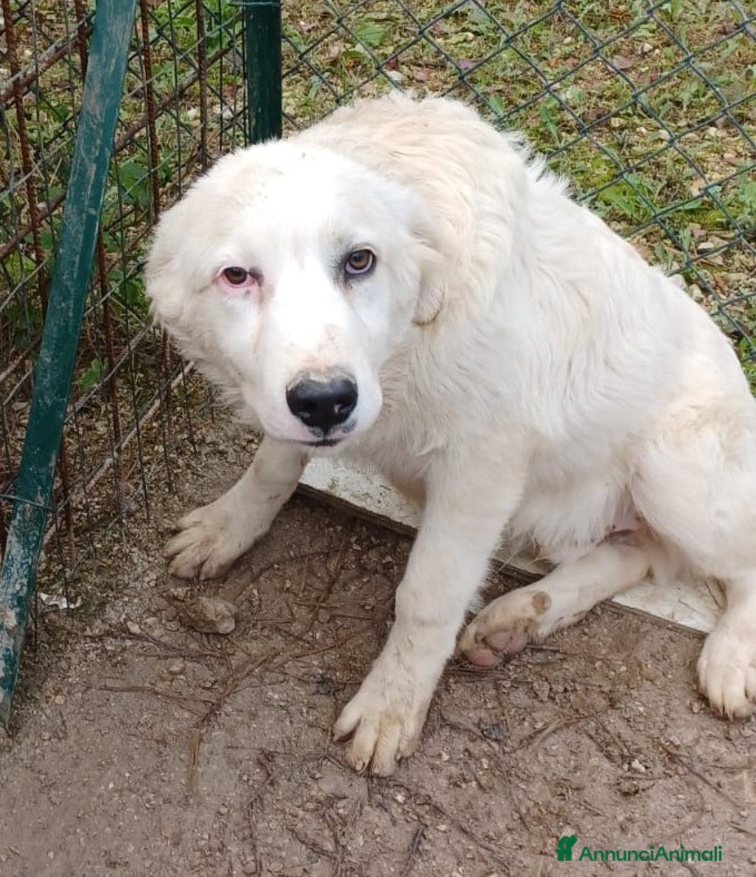 Meticcio cani in regalo: SOS TENERO OSLO a Città Metropolitana di Firenze - Annuncio 2