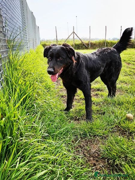 Labrador cani ANTONIA, mix labradorina cioccolato a Provincia di Latina - Annuncio 17