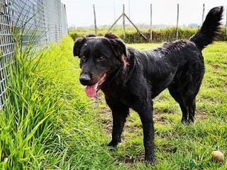 Labrador cani ANTONIA, mix labradorina cioccolato a Provincia di Latina - Annuncio 6