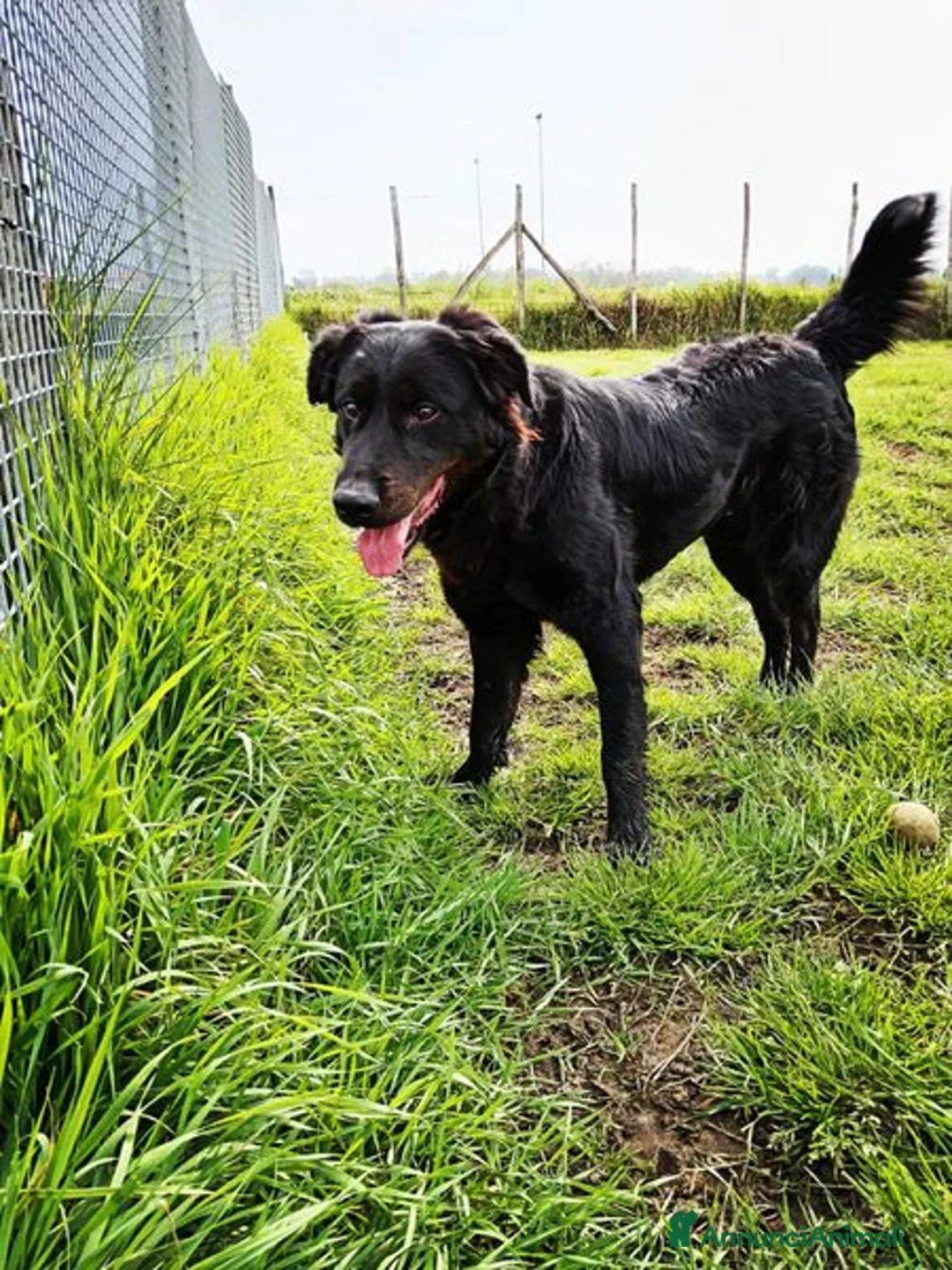 Labrador cani in regalo: ANTONIA, mix labradorina cioccolato a Provincia di Latina - Annuncio 1