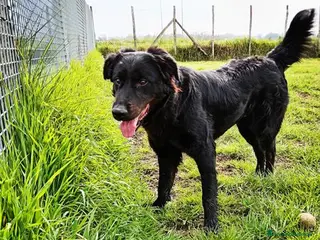 Labrador cani ANTONIA, mix labradorina cioccolato a Provincia di Latina - Annuncio 9