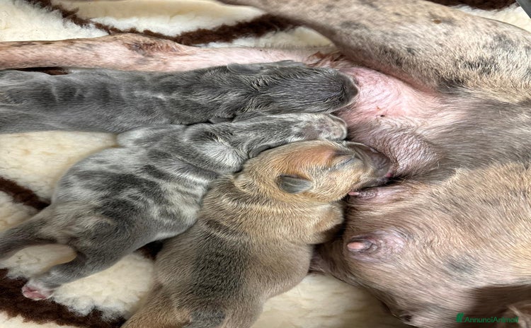 Bulldog Francese cani - Annuncio 10