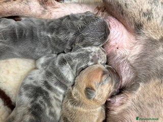 Bulldog Francese cani - Annuncio 18