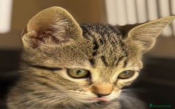 Europeo gatti in regalo: Due dolcezze di sorelle ❤️ - Immagine 3