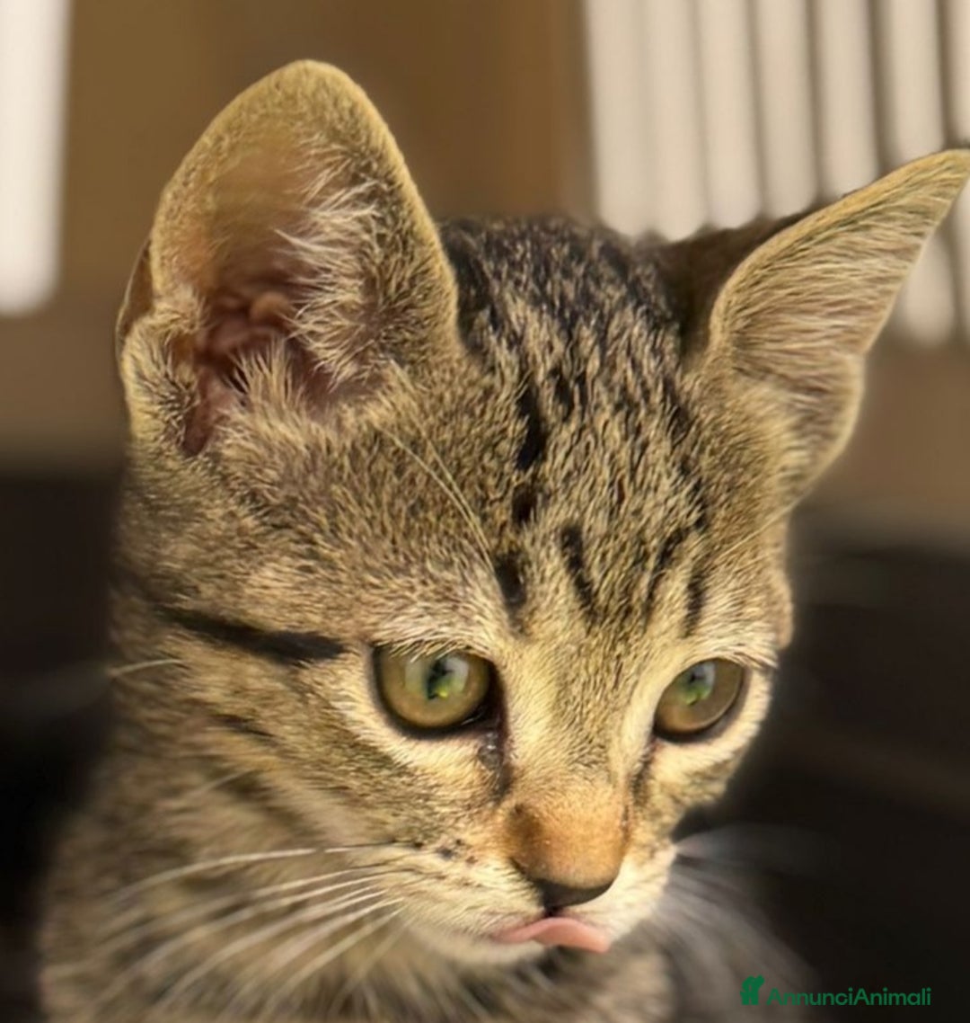 Europeo gatti in regalo: Due dolcezze di sorelle ❤️ - Immagine 3