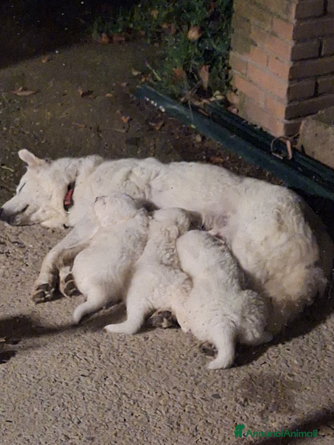 Pastore Maremmano cani in vendita: Cuccioli di pastore maremmano, 3 maschi, 1 femmina - Annuncio 8