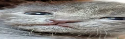 Certosino gatti in vendita: Cuccioli di Certosino con pedigree Anfi - Annuncio 5