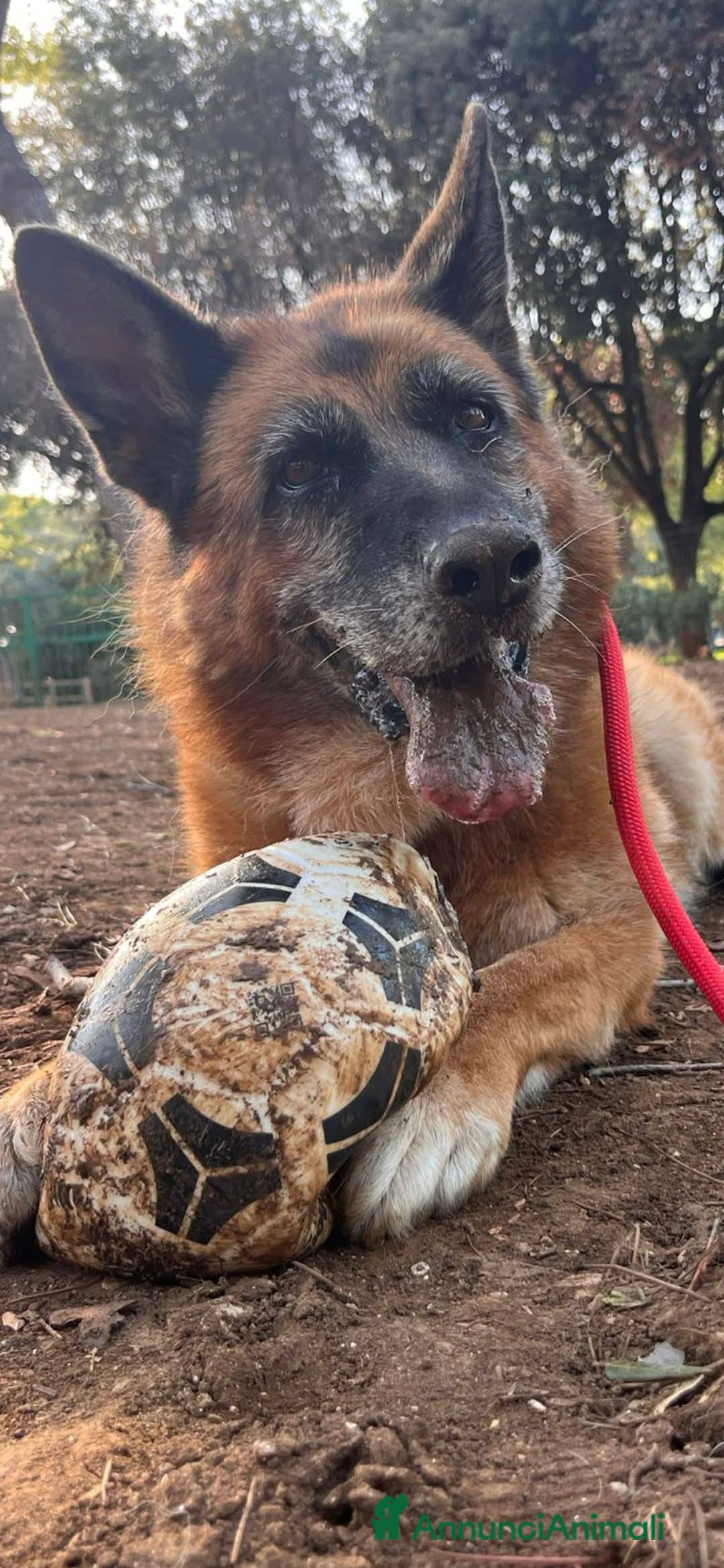 Pastore Tedesco cani in regalo: Cloe, pastore dal cuore grande - Annuncio 14