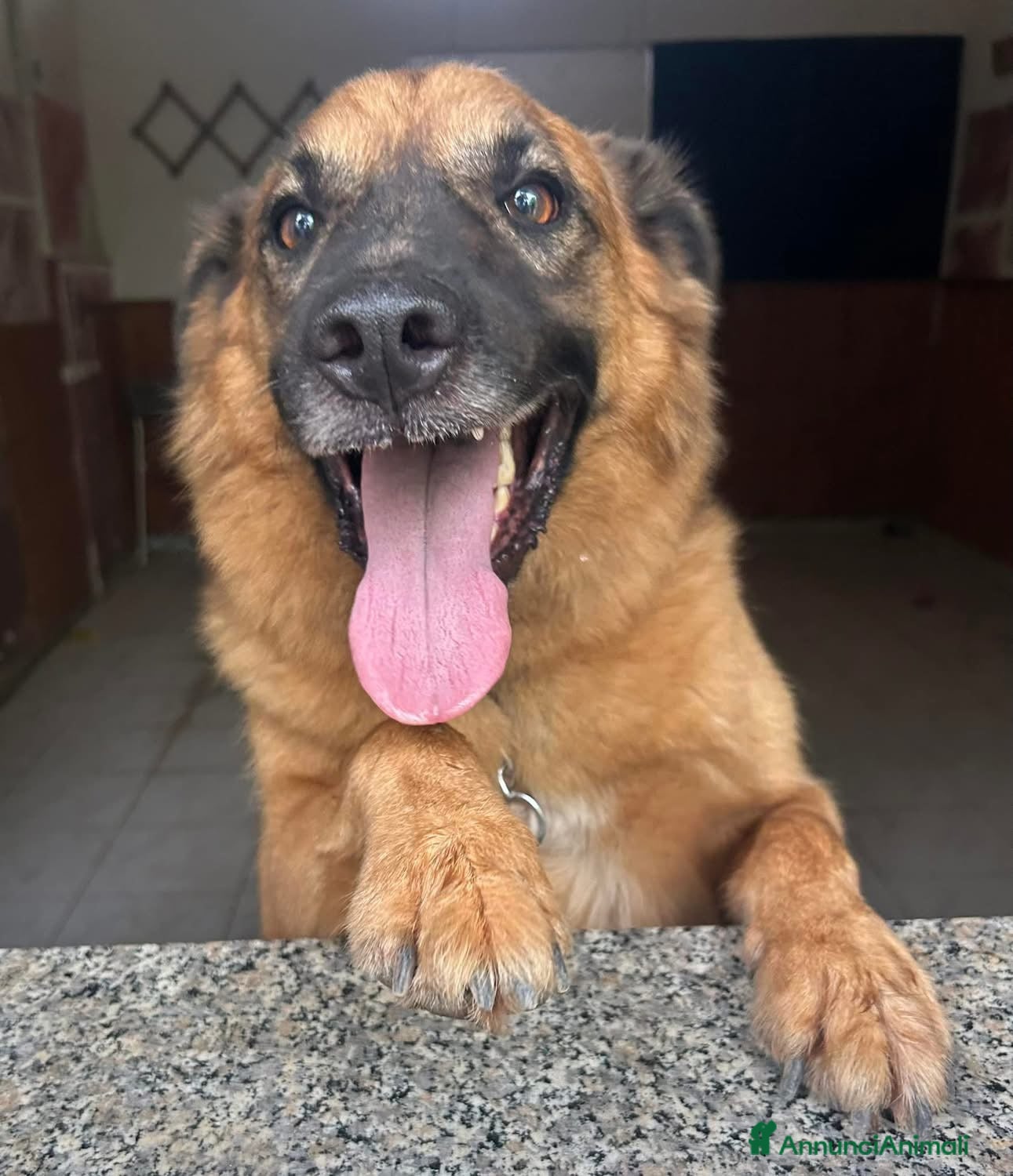 Meticcio cani Axel cerca una famiglia  - Annuncio 2