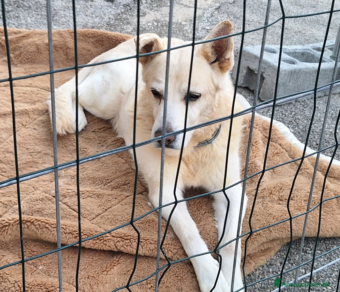 Meticcio cani in regalo: Nonno Zeus 12 anni Taglia media  - Annuncio 3