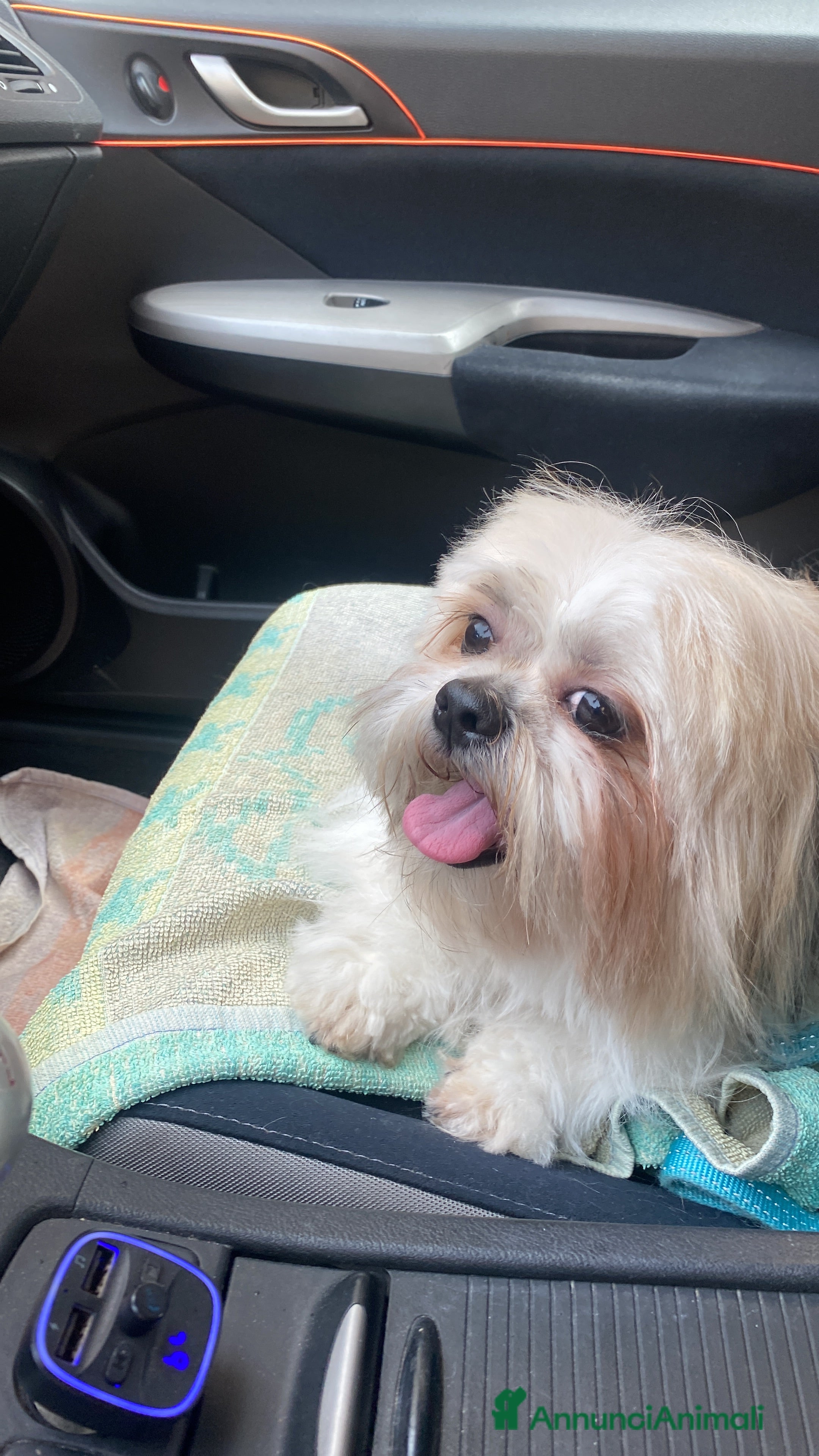 Shih Tzu cani Shitzu per accoppiamento - Annuncio 2