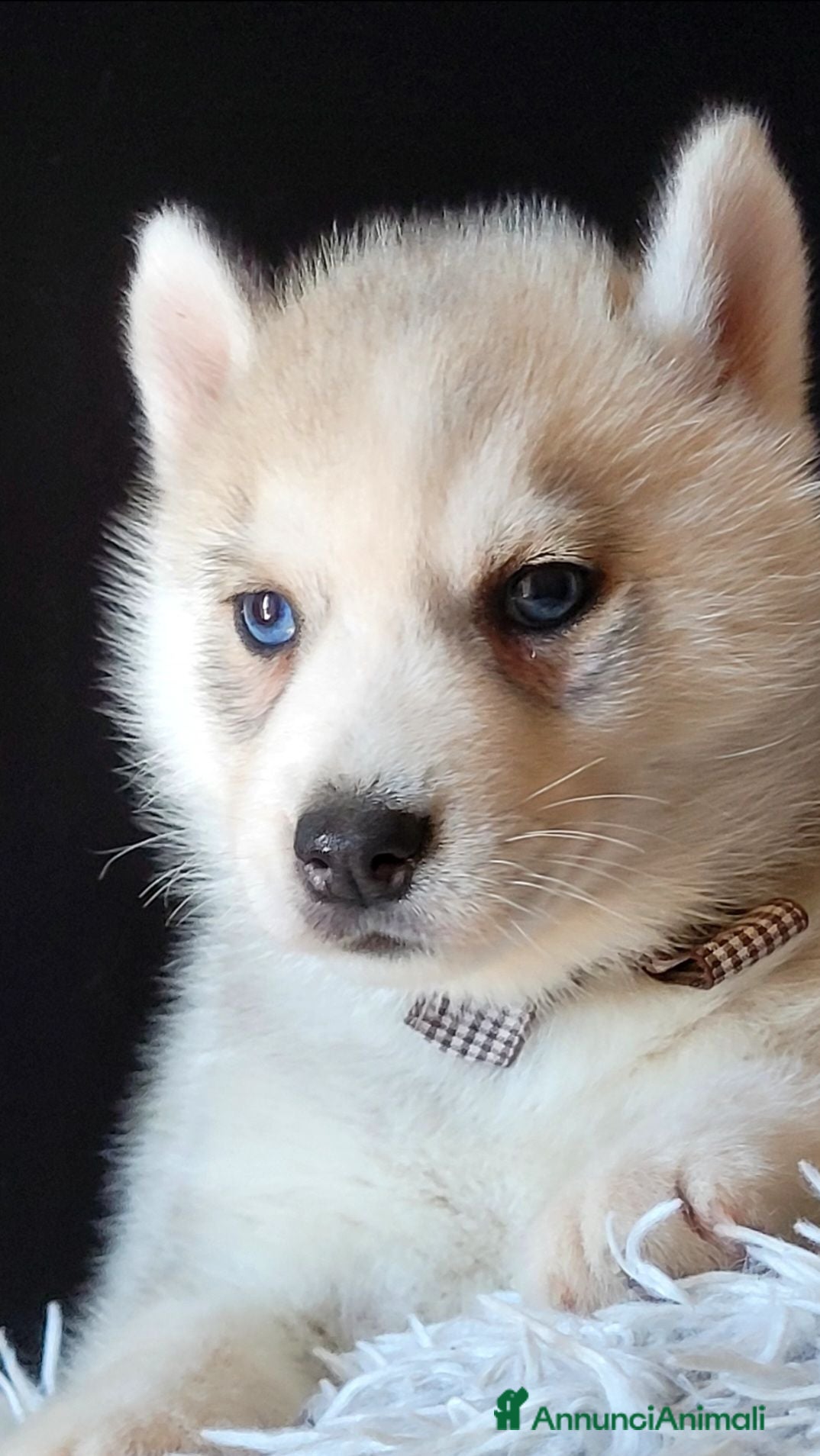 Husky cani SIBERIAN HUSKY CUCCIOLATA CON PEDIGREE  - Annuncio 1