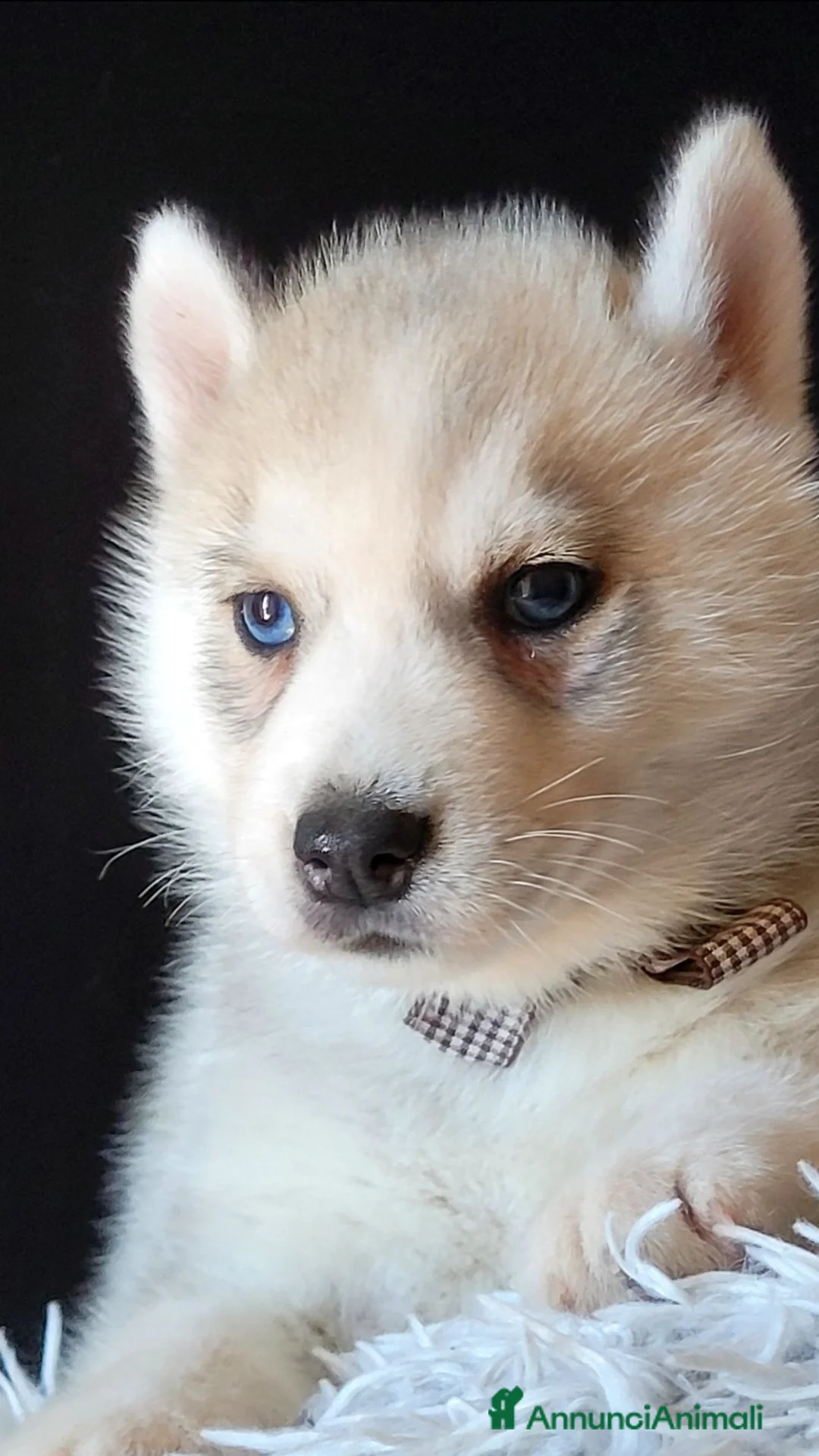 Husky cani in vendita: SIBERIAN HUSKY CUCCIOLATA CON PEDIGREE  - Annuncio 1