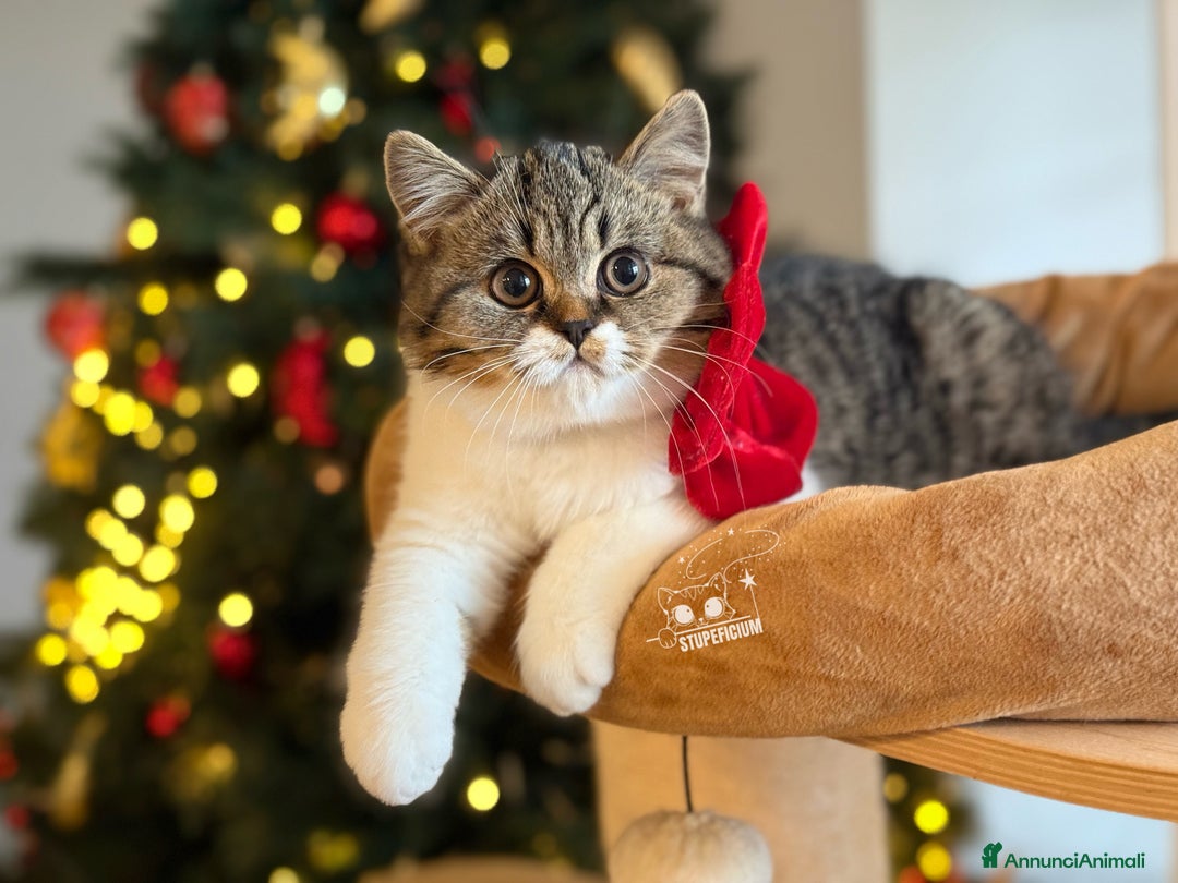 Scottish gatti in vendita: Stupeficium Amos - Scottish Straight - Annuncio 21