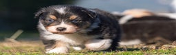 Australian Shepherd cani in vendita: Australian Shepherd  - Annuncio 39