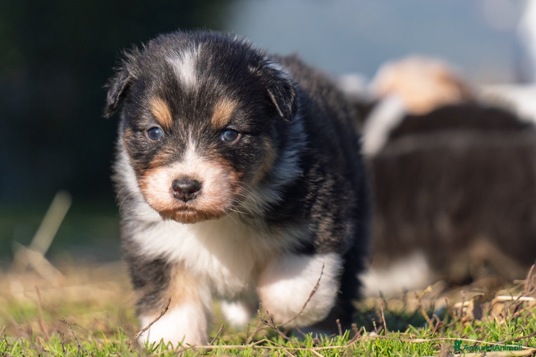 Australian Shepherd cani in vendita: Australian Shepherd  - Annuncio 39