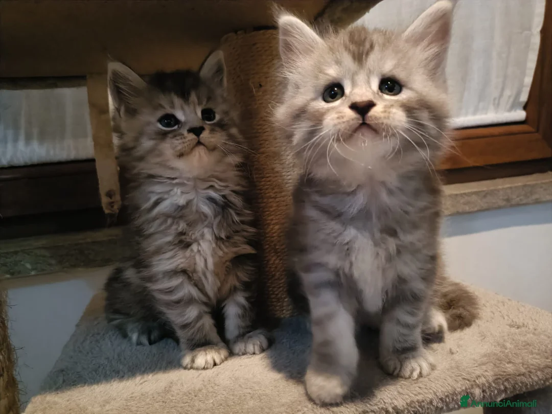 Maine Coon gatti in vendita: maine coon - Annuncio 2