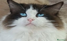 Ragdoll gatti in vendita: Cucciola Ragdoll - Immagine 4